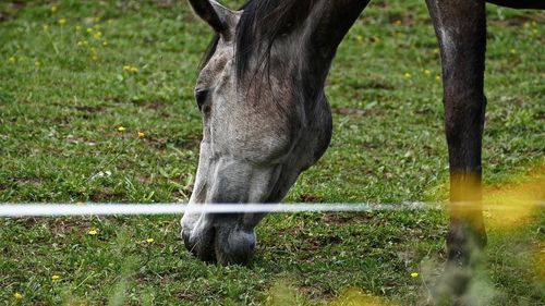 Close-up of a horse grazing in field