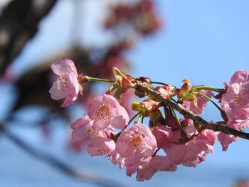 Low angle view of cherry blossom tree