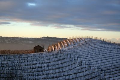 View of vineyard against sky during sunset