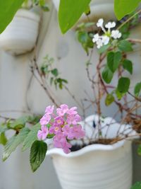 Close-up of flowers