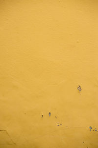 Yellow texture on the wall of a house. pelourinho, salvador, bahia, brazil.