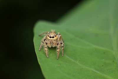 Close-up of spider