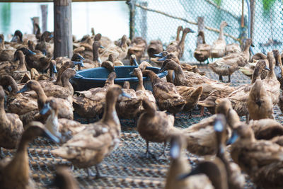 Flock of birds in cage