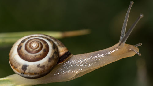 Close-up of snail on plant