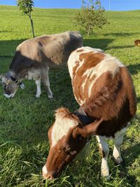 Cows grazing in field