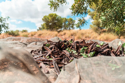 Close-up of plants growing on land