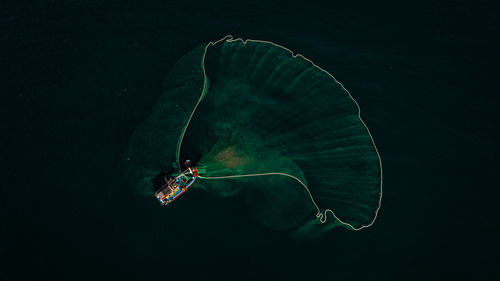 Close-up of fish swimming in sea