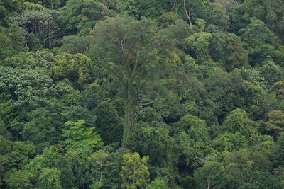 Full frame shot of tree in forest