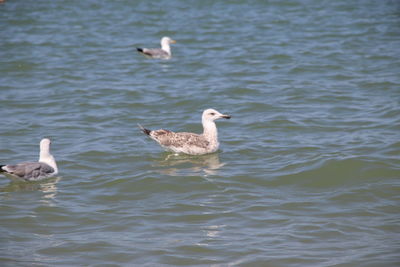 Ducks swimming in lake