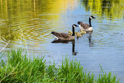 Ducks swimming on lake