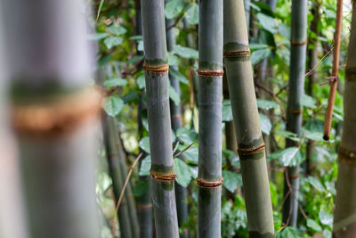 Close-up of bamboo plants