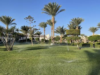 Palm trees in lawn against clear sky