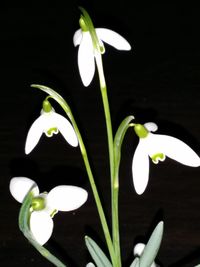 Close-up of white flowers