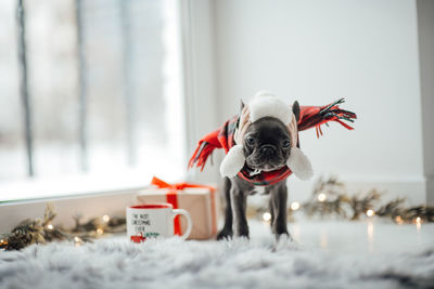 Close-up of dog on snow