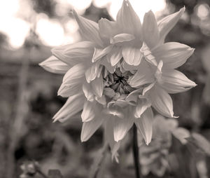 Close-up of insect on flowering plant
