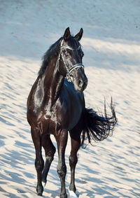 Black horse walking on sand