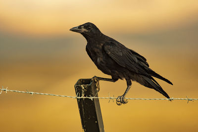 Raven sit 