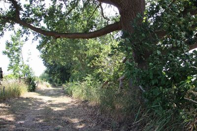 Footpath amidst trees in forest