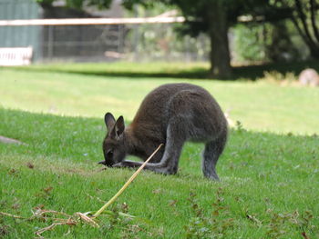 Side view of a sheep on field