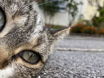 Close-up of a cat
