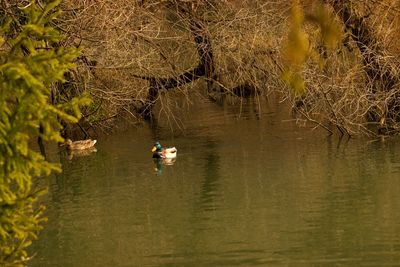 Swans swimming on lake