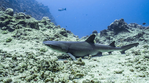 Fish swimming in sea