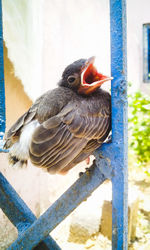 Close-up of bird perching on railing