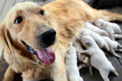 Close-up of golden retriever