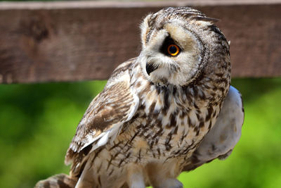 Close-up of owl perching outdoors