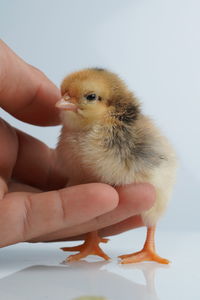 Close-up of a hand holding a bird