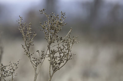 Close-up of snow on plant