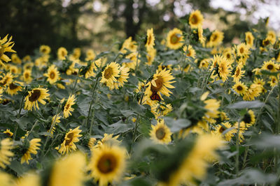 Close-up of yellow flowering plant on field