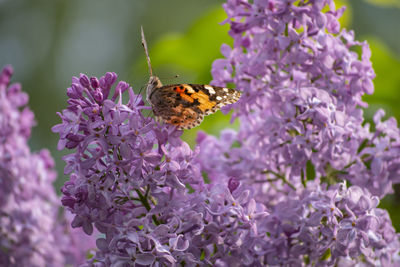 Close-up of butterfly pollinating on purple flower