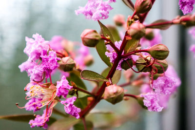 Close-up of pink bougainvillea flowers blooming on tree