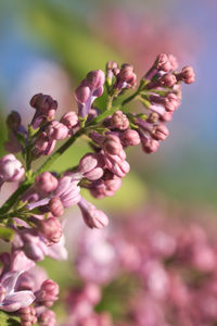 Close-up of pink flowering plant