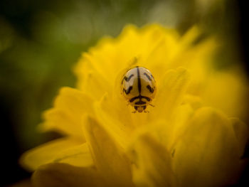 Close-up of insect on yellow flower