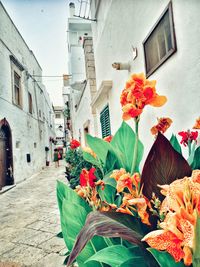 Potted plants on alley amidst buildings in city