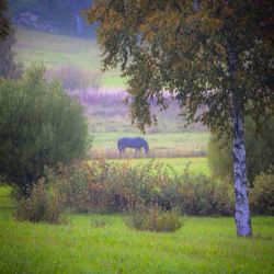 Scenic view of grassy field against sky