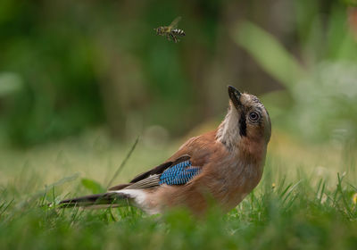 Close-up of bird on field