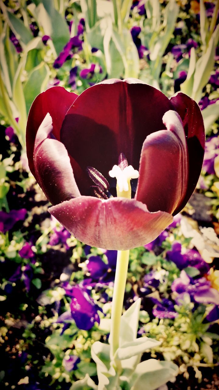 flower, petal, freshness, close-up, focus on foreground, fragility, growth, flower head, plant, beauty in nature, pink color, nature, red, day, no people, blooming, outdoors, selective focus, decoration, tulip