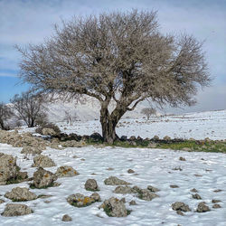 Tree on snow covered land against sky