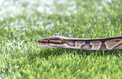 Close-up of snake on grassy field