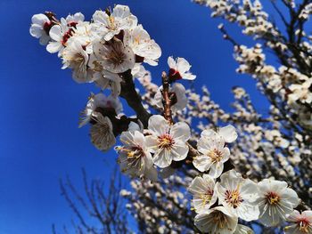 Close-up of cherry blossoms against sky