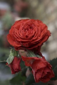 Close-up of red rose