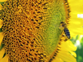 Close-up of bee pollinating on sunflower