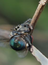 Close-up of insect