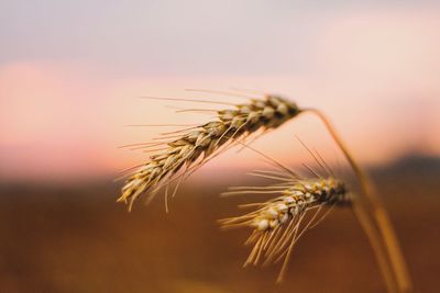 Close-up of wheat