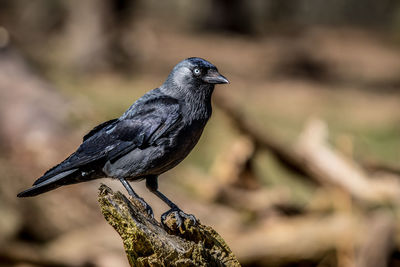 Close-up of bird perching on plant
