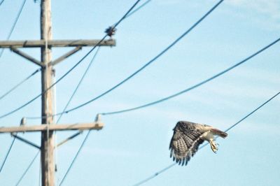 Low angle view of eagle flying against clear sky