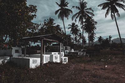 Palm trees on field against sky